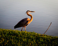 Crane