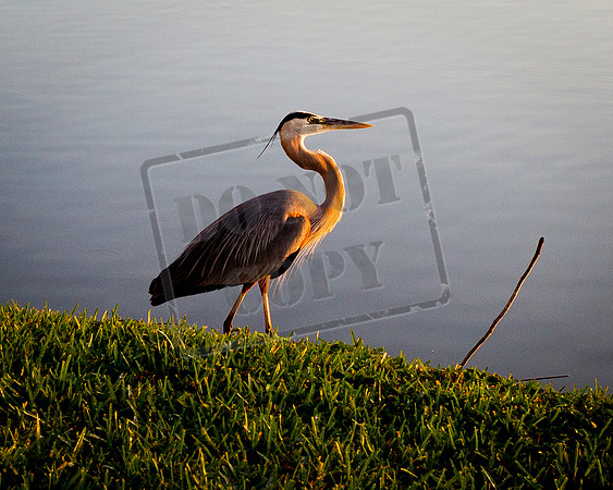 Crane