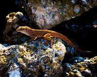 Lizard
