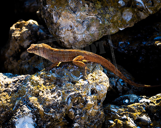 Lizard