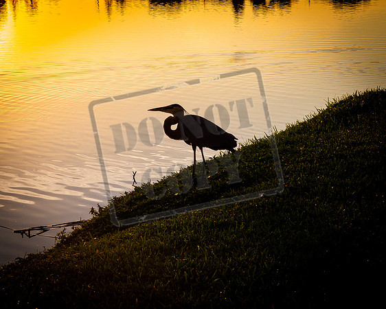 Crane